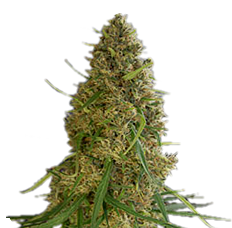 Jack Herer