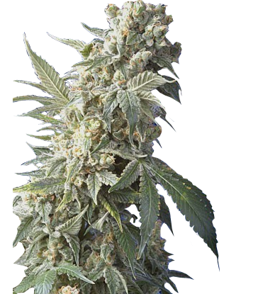 AK 47 XTRM | feminized cannabis seeds