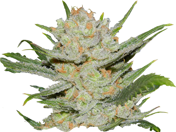 Lemon Haze