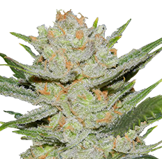 Lemon Haze