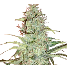 Super Skunk Xtrm